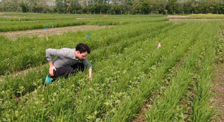 Artikel in Nieuwe Oogst over onderzoek David Kottelenberg: Dominant gewas in mix onderdrukt onkruid