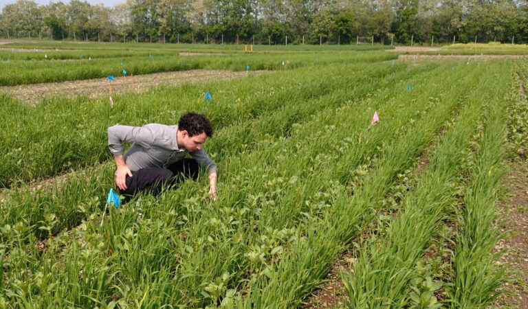 Artikel in Nieuwe Oogst over onderzoek David Kottelenberg: Dominant gewas in mix onderdrukt onkruid