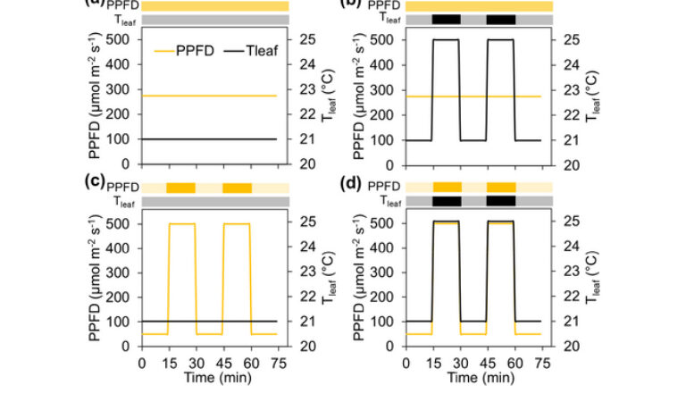 Concurrent Temperature and Light Intensity Fluctuations Promote Stomatal Opening and Non-Steady State Photosynthesis