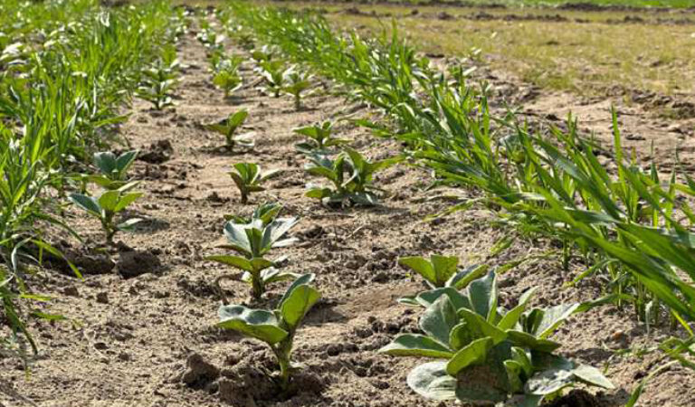 Effects of cereal-legume intercrop system design on weed suppression through selection and canopy dynamics