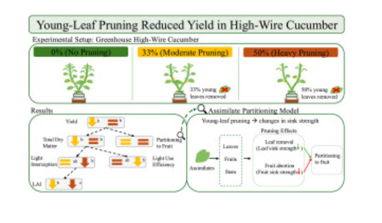 Remove it to improve it? The impact of young-leaf pruning on high-wire cucumber production