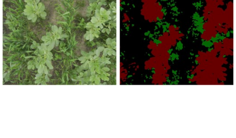 Can convolutional neural networks support agronomic analysis of cereal–legume canopy cover dynamics?