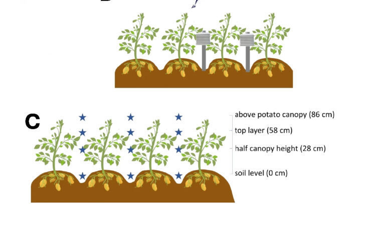 Disease-suppressive mechanisms in contrasting potato-based strip-cropping systems